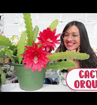 Cactus orquídea: todo lo que necesitas saber sobre estas fascinantes plantas