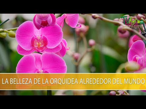 Descubre la belleza de la Orquídea Salvaje: Colores vibrantes y formas impresionantes