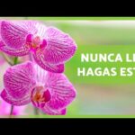 Descubre el precio de la orquídea: guía completa