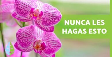 Descubre el precio de la orquídea: guía completa