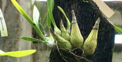 Descubre las exquisitas orquídeas cubanas: belleza y diversidad