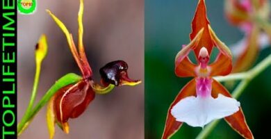 Orquídeas Zaragoza: Descubre las maravillas de estas flores exóticas