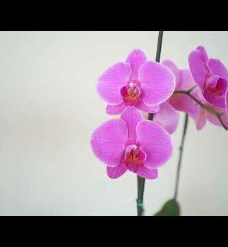 Florería La Orquídea: Encuentra las más hermosas flores para regalar