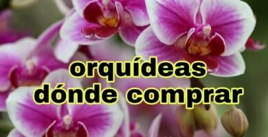Descubre el mejor precio de orquídeas en nuestra floristería