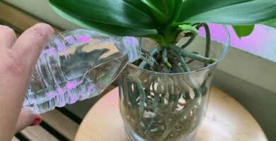 Orquídea en agua: Cuidados y consejos para su cultivo