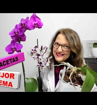 Maceta para orquídea: Encuentra la mejor opción en Sodimac