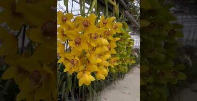Compra orquídeas al por mayor: ¡Descubre la selección más completa!