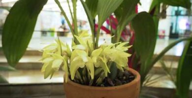 Orquídeas Unicentro: Encuentra las mejores variedades en nuestro centro comercial