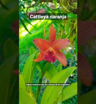 Descubre la belleza de la orquídea naranja: colores vibrantes y elegancia