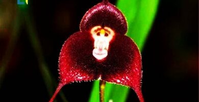 Descubre la sorprendente belleza de la flor parecida a la orquídea