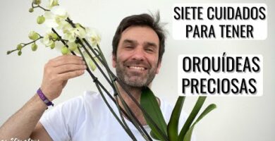 Consejos para raíces sanas de orquídeas: Cuidados y mantenimiento