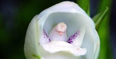 Orquídea del Espíritu Santo: Belleza en Flor