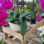 Descubre las hermosas orquídeas de Guatemala: variedad y colorido excepcionales