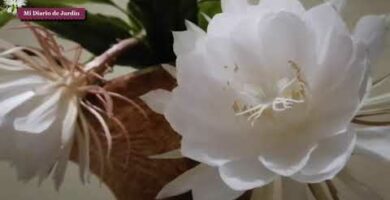 Orquídea dama de noche: belleza y fragancia en una sola flor