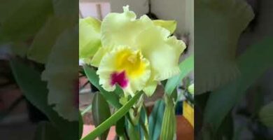 Descubre la belleza de la orquídea Cattleya: tips de cuidado y cultivo