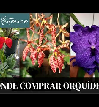 Venta de orquídeas baratas: ¡Encuentra las mejores ofertas!