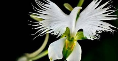 Orquídea Espíritu Santo Naranja: Hermosa y Exótica Flor