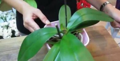 Guía completa: Cómo cuidar una orquídea de forma fácil