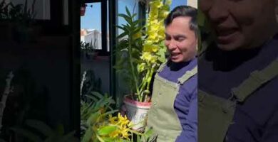 Orquídeas Kukyflor: La belleza natural para tu hogar