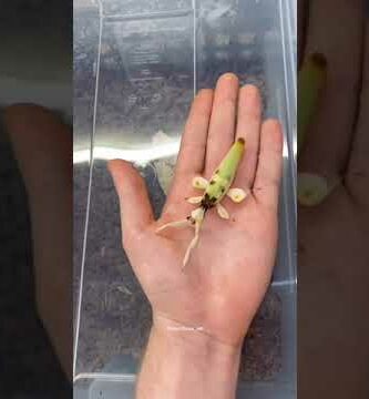 Mantis Orquídea: Todo lo que necesitas saber sobre esta fascinante especie