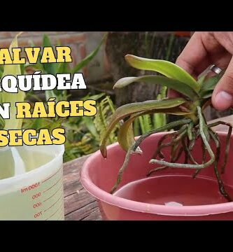 Orquídea: soluciones para raíces secas