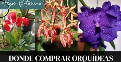 Comprar orquídeas raras online: la mejor selección de variedades exóticas