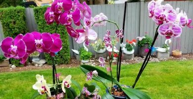 Descubre las Orquídeas Únicas: Belleza y Rareza en una sola planta