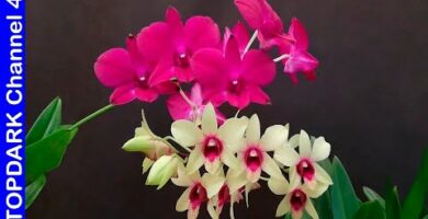 Orquídeas Wong: Descubre las variedades más bellas de flores exóticas