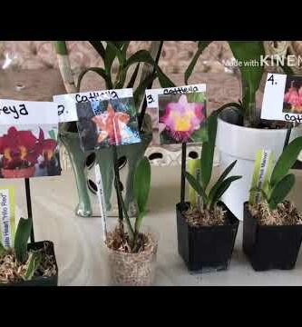 Venta de Orquídeas Online: Calidad y Variedad al Mejor Precio