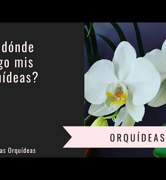 Orquídeas cerca de mí: Encuentra las mejores opciones cerca de ti