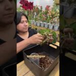 Orquídeas en Homecenter: Descubre la belleza de estas plantas en tu hogar