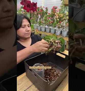 Orquídeas en Homecenter: Descubre la belleza de estas plantas en tu hogar