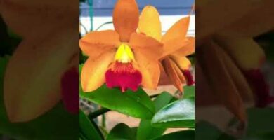 Venta de Orquídeas Cattleyas: Descubre las más hermosas