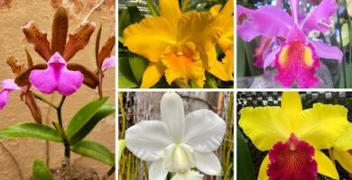 Descubre las fascinantes variedades de orquídeas