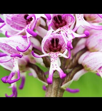Orquídea Mono: Descubre la belleza única de esta flor exótica