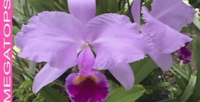 Orquídea Venezuela: Descubre la belleza de las flores nativas