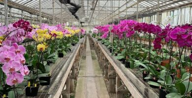 Orquídeas al por mayor: la mejor opción para comprar en cantidad