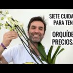 Orquídeas Bucaramanga: La guía completa para cultivar y cuidar estas hermosas flores