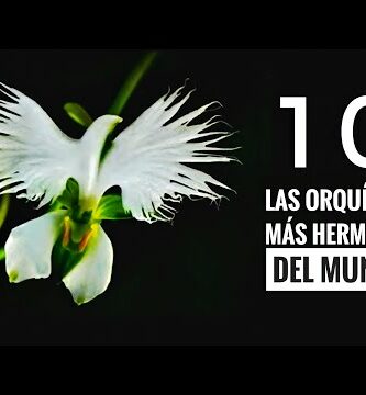 Orquídeas Guadalajara: La mejor selección de flores exóticas en la ciudad