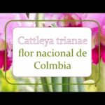 Orquídea Colombiana: Belleza floral única en Colombia