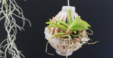 Kokedama Orquídea: Crea tu propio jardín de orquídeas