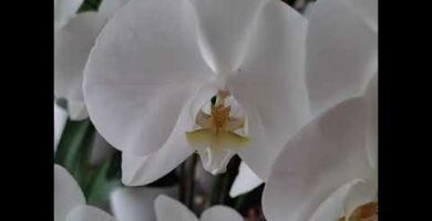 Flor de Orquídea Blanca: Belleza y Elegancia en tu Hogar