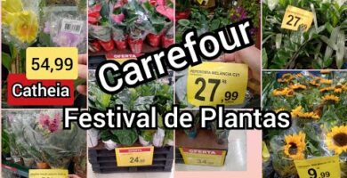 Descubre el mejor precio en orquídeas en Carrefour