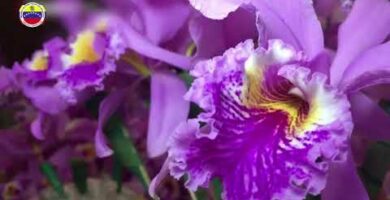 La Orquídea Flor Nacional: Belleza y Significado