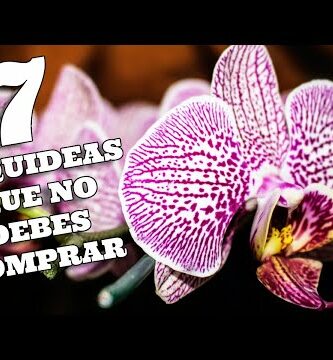 Orquídea para regalar: la opción perfecta para sorprender